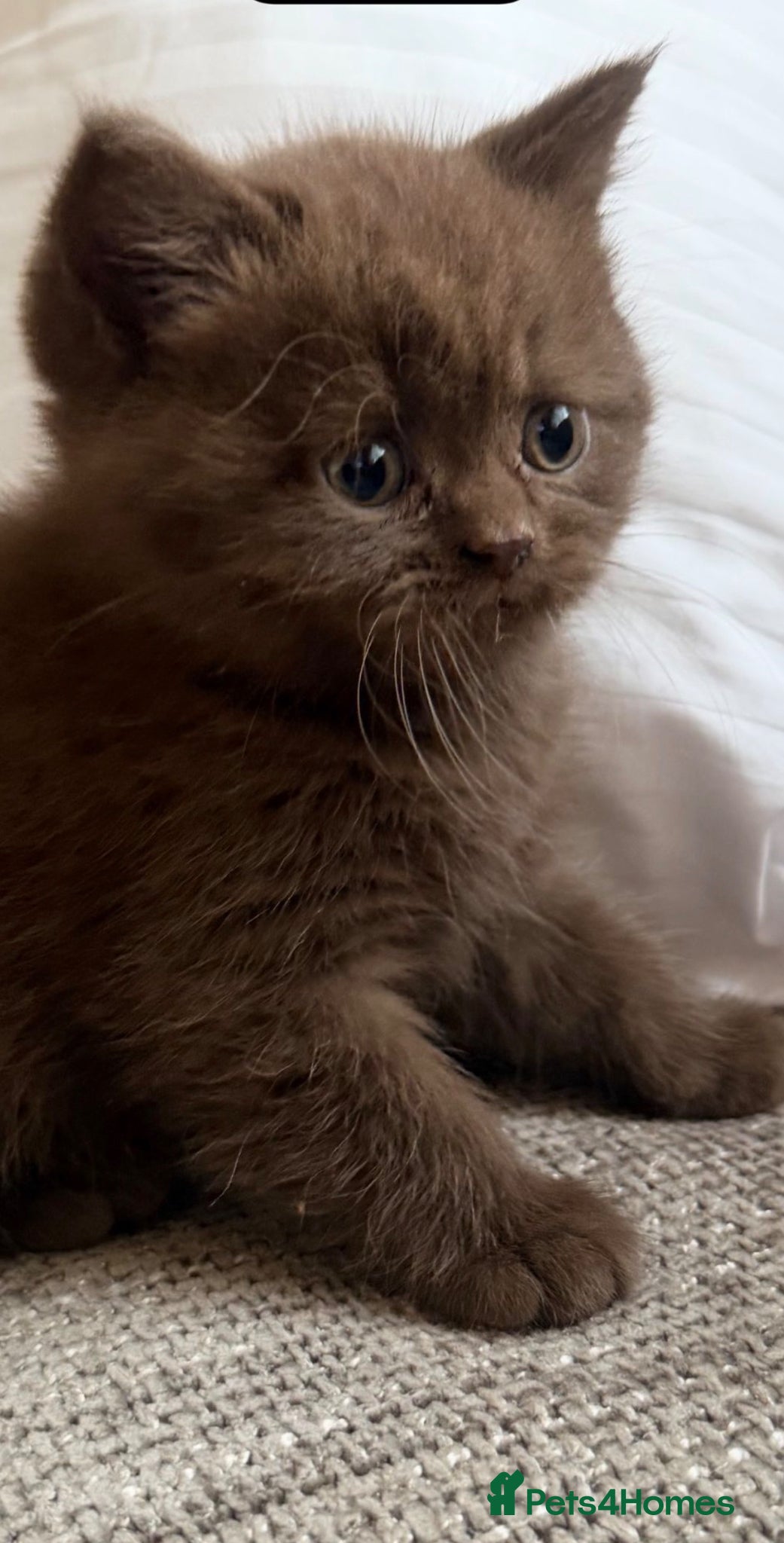 British Shorthair cats British Shorthair Teddy Bears 😻😻😻😻😻 - Advert 18