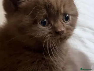 British Shorthair cats British Shorthair Teddy Bears 😻😻😻😻😻 - Advert 15