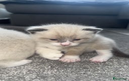 Mixed Breed cats for sale: Beautiful mix breed kittens - Image 23