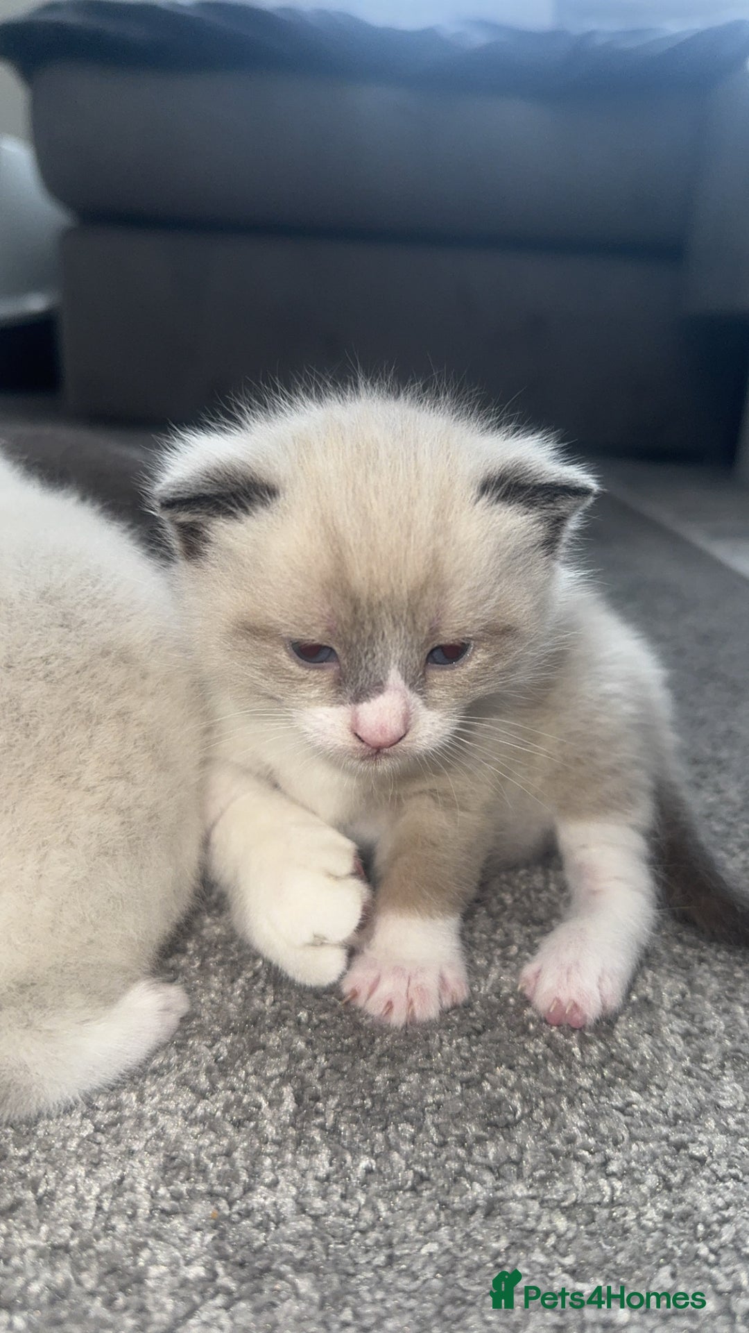 Mixed Breed cats for sale: Beautiful mix breed kittens - Image 23