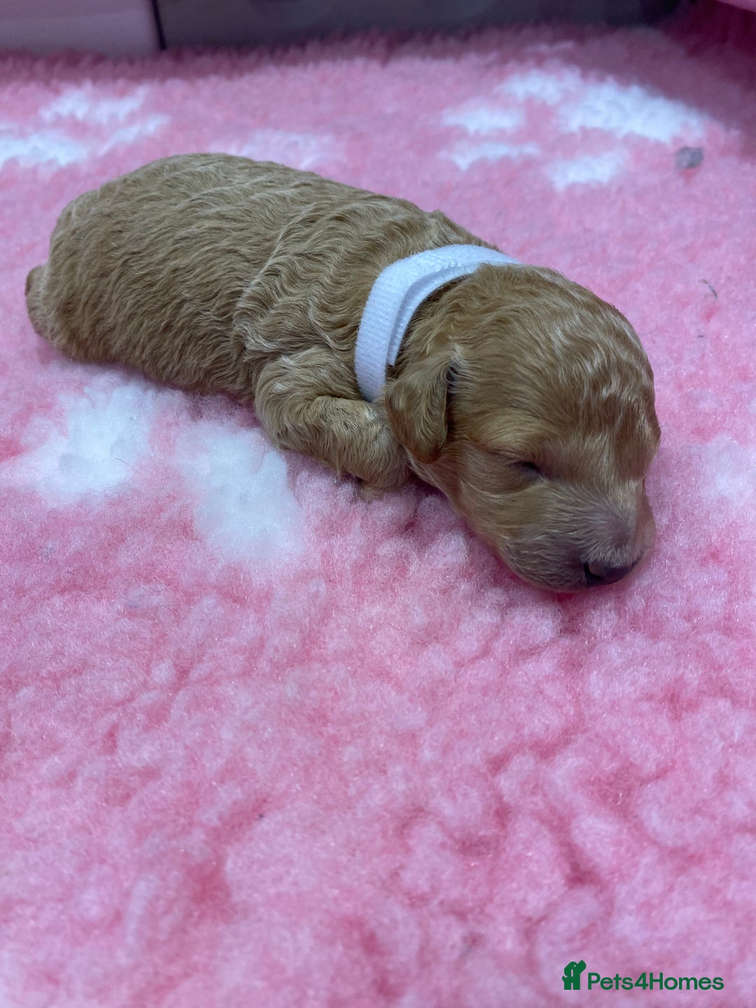 Labradoodle dogs for sale: Multi- Generation Toy/Mini parti Labradoodles   - Advert 21