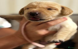Labrador Retriever dogs for sale: Stunning, White/Yellow KC Registered Labrador Pups - Image 35