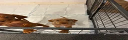 Hungarian Vizsla dogs for sale: Wire haired Hungarian Vizsla pups - Advert 8