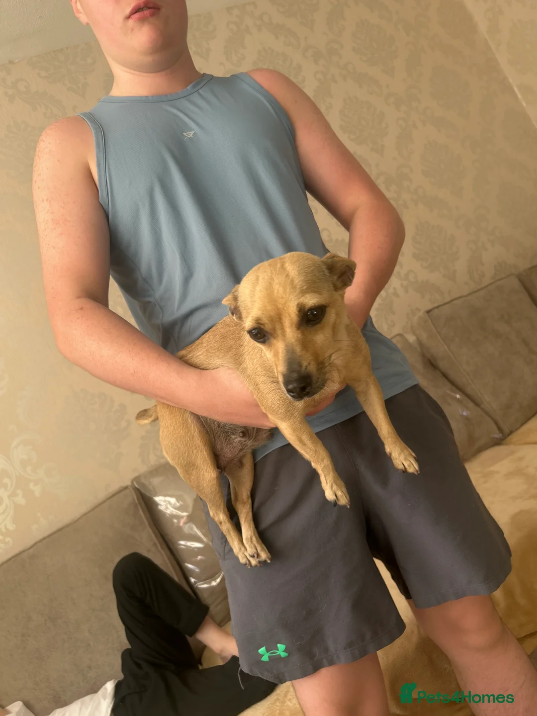 Jack Chi dogs for sale: Jack chi in Liverpool - Advert 2