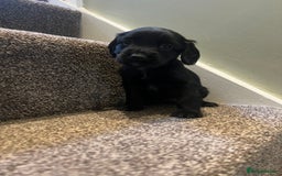 Sprocker dogs for sale: Sprocker puppies bred in 5 * licensed premises  - Image 3