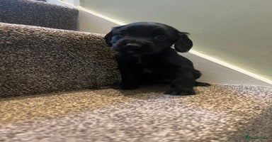 Sprocker dogs - Advert 2