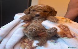 Cockapoo dogs for sale: Cockerpoo FB1 - Image 8
