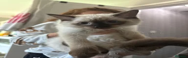Ragdoll 5