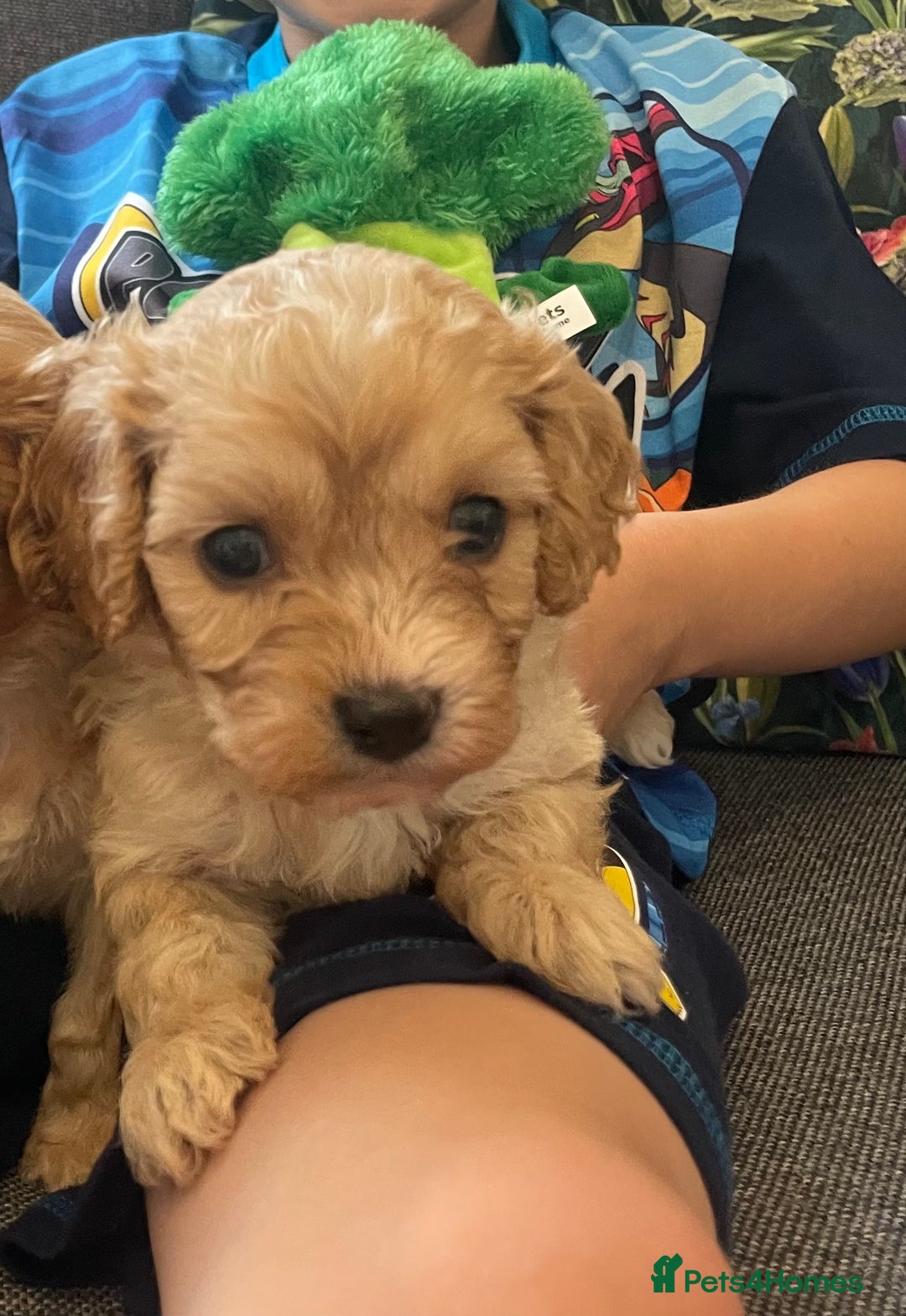 Cavapoo dogs for sale: Wonderful beautiful f1 champagne cavapoo babies  - Image 23