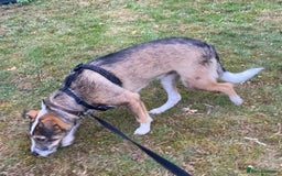 Mixed Breed dogs for adoption: Meet DAVE - a Lovely young boy, for a Loving Home - Image 11
