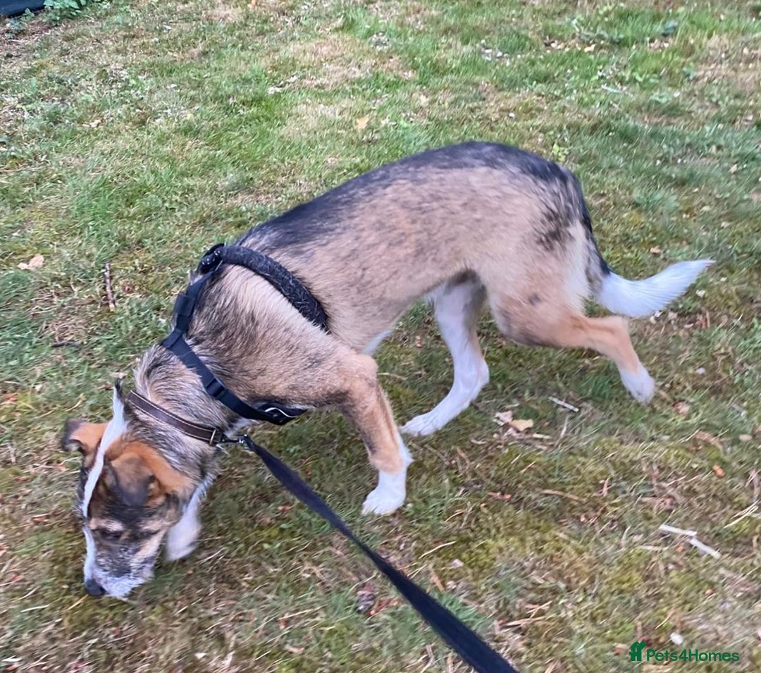 Mixed Breed dogs for adoption: Meet DAVE - a Lovely young boy, for a Loving Home - Image 11