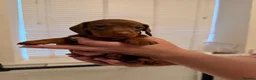 Miniature Dachshund dogs for sale: Beautiful litter of miniature dachshunds in Rochdale - Advert 7