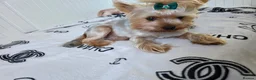 Yorkshire Terrier dogs for sale: 💕Yorkshire Terrier puppies.💕 - Advert 7