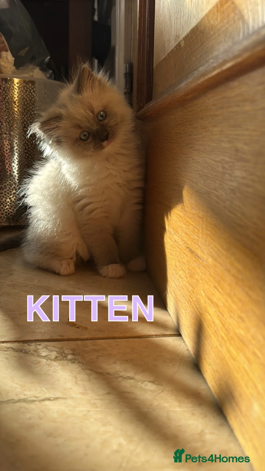 Ragdoll cats for sale: Mum, dad and kitten for sale - Advert 2