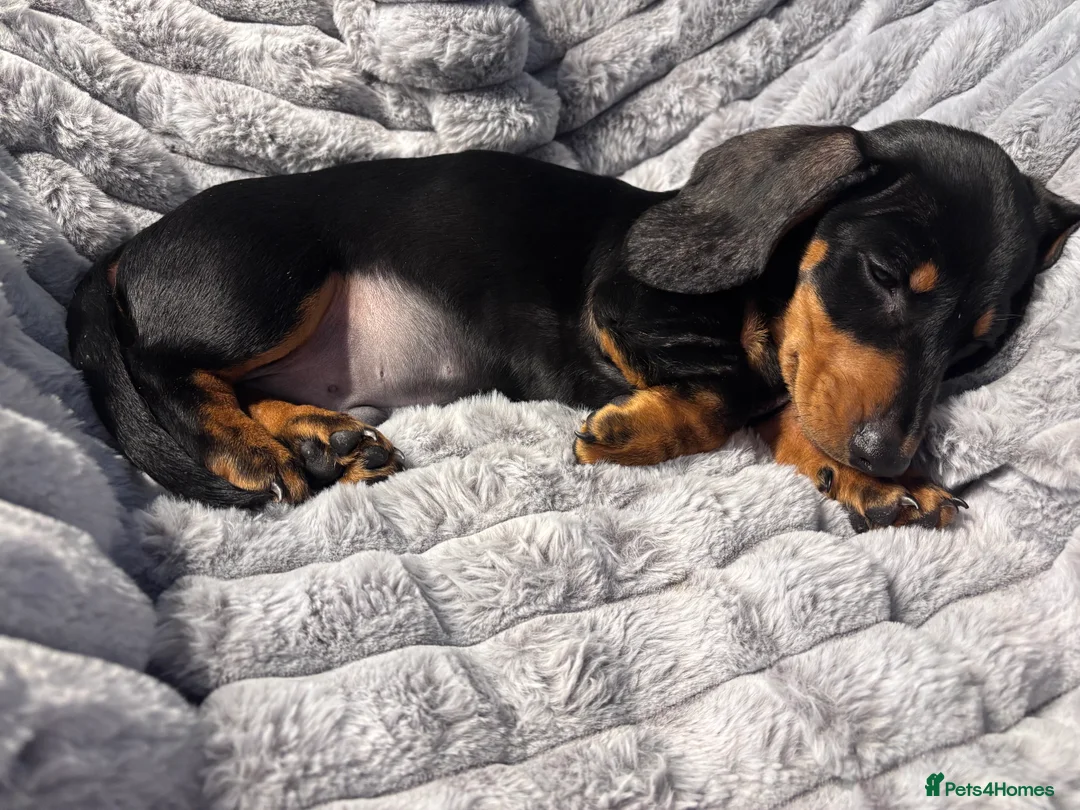 Miniature Dachshund dogs for sale: Beautiful boy looking for his loving careing home  - Advert 11