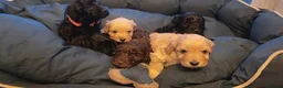 Cockapoo dogs for sale: F2 Cockapoo Puppies - Advert 2