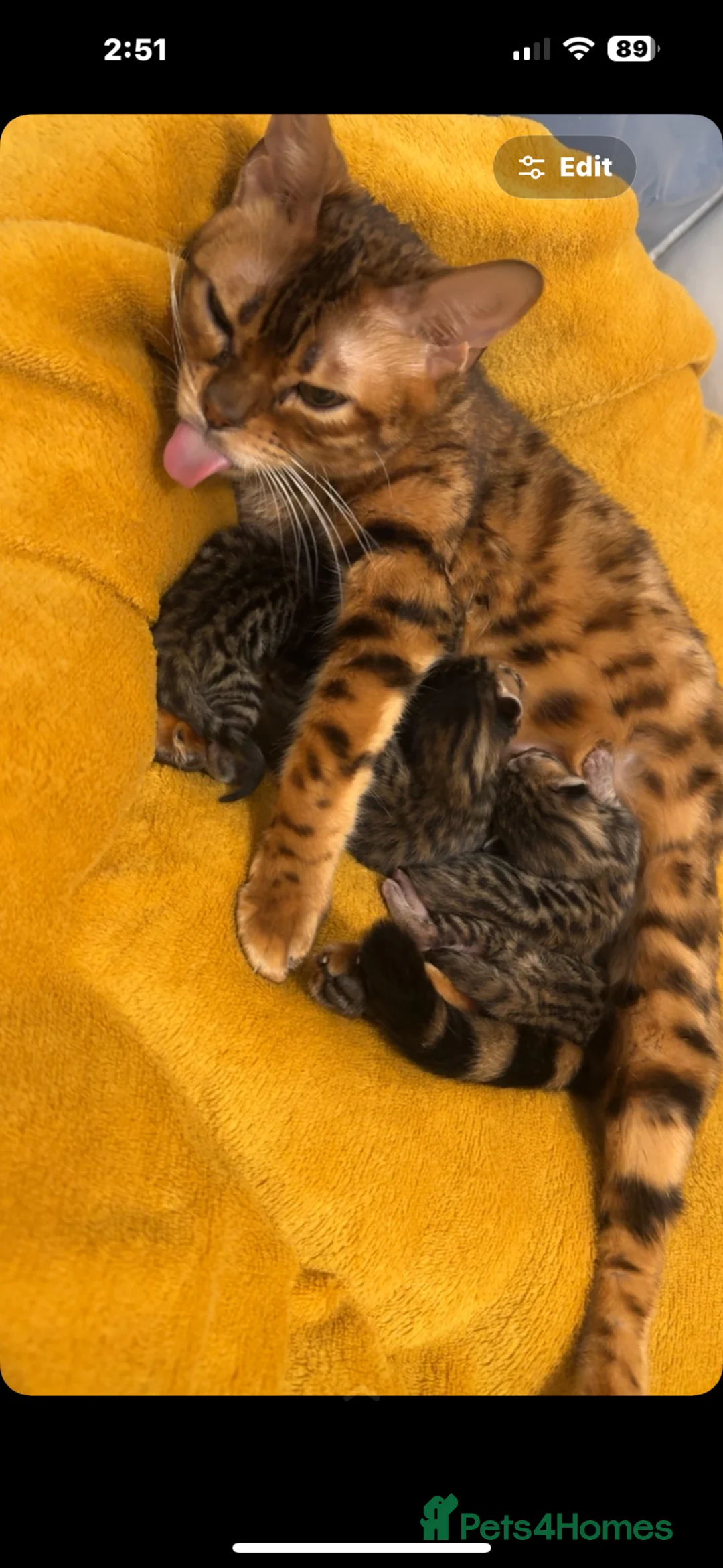 Mixed Breed cats for sale: Half bengal Half tabby cats for sale  in Smethwick - Advert 1