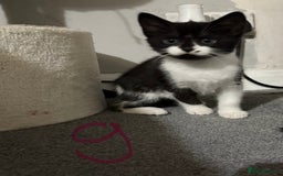 British Shorthair cats for sale: Litter of 6 kittens (3 left) - Image 4