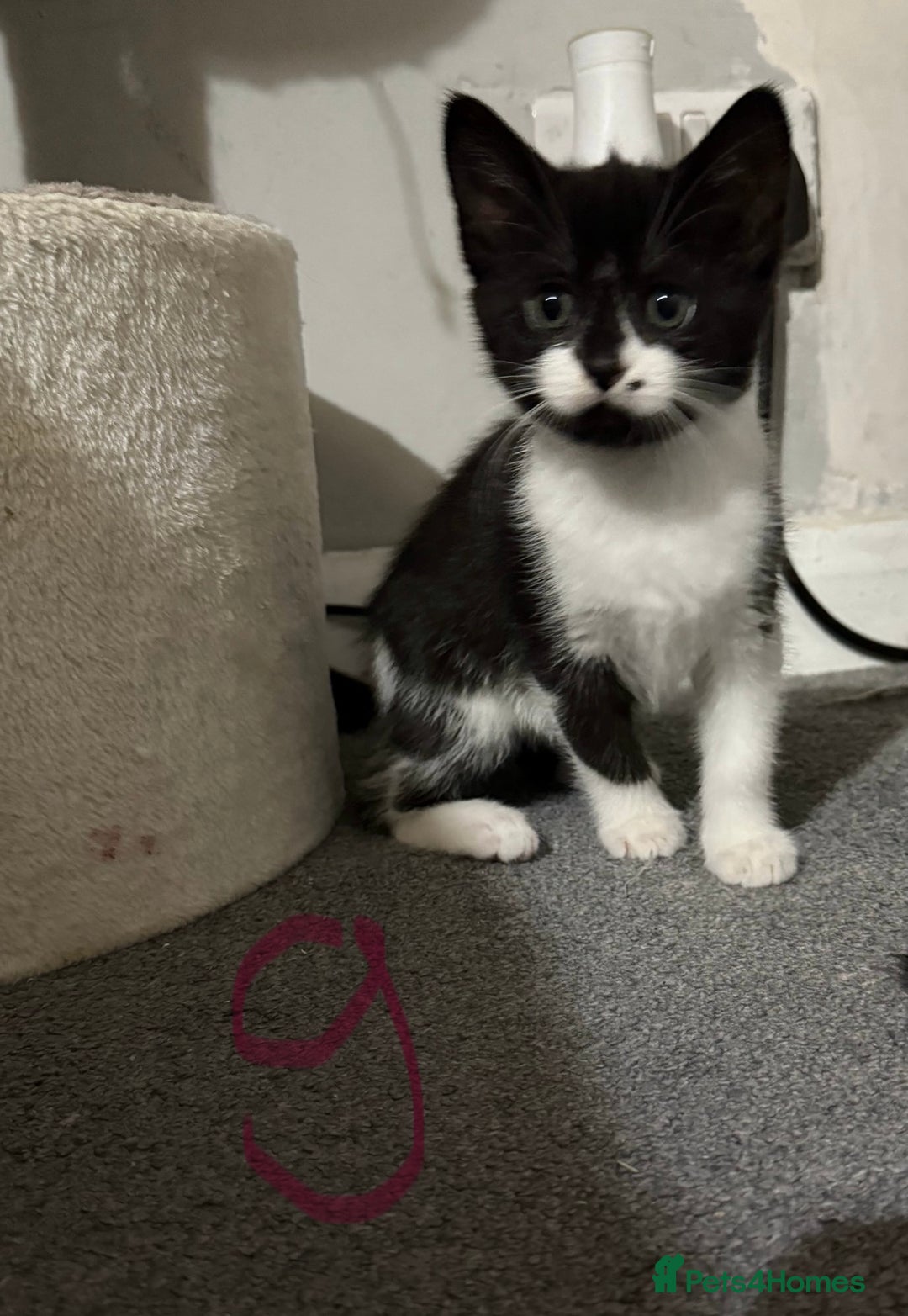British Shorthair cats for sale: Litter of 6 kittens (3 left) - Image 4