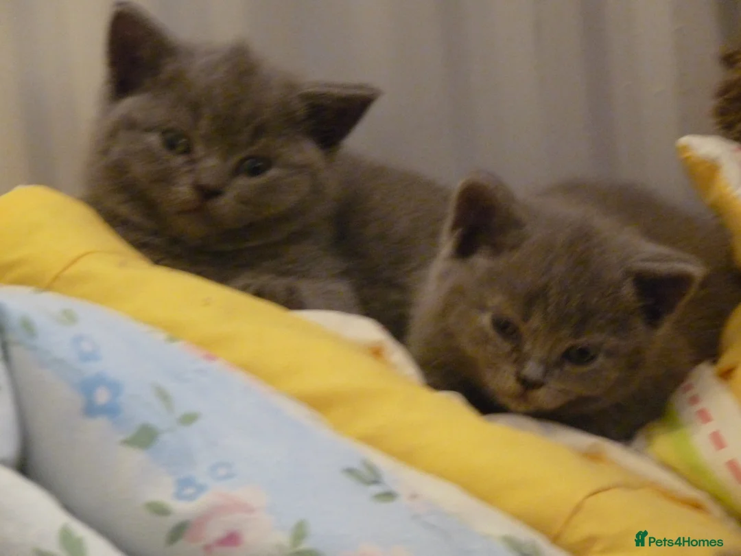 British Shorthair cats for sale: four beautiful british shorthair kittens for sale - Advert 31