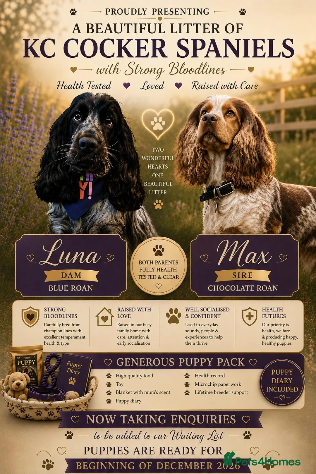 Cocker Spaniel dogs for sale: KC litter of show cocker spaniels in Manchester - Advert 2