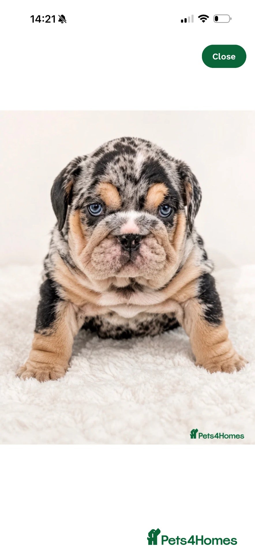 English Bulldog dogs for sale: KC reg black Merle bitch 💖 - Advert 8