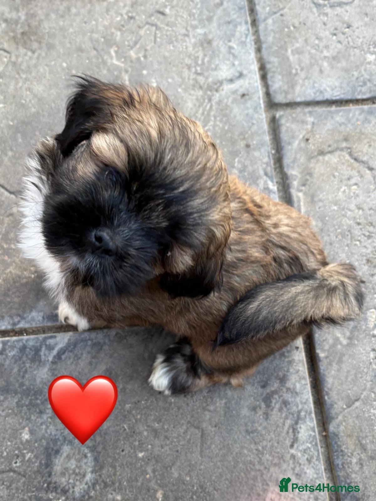 Lhasa Apso dogs One Beautiful Puppy KC reg GPRA4 clear - Advert 4