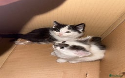 Mixed Breed cats for sale: 4 kittens ready to be homed - Image 6