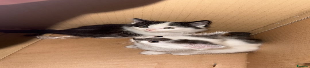 Mixed Breed Kitten 4