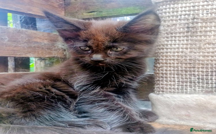 Maine Coon cats - Advert 1
