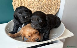 Cocker Spaniel dogs for sale: KC Working cocker spaniel puppies  - Image 6