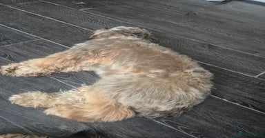 Cockapoo dogs - Advert 9