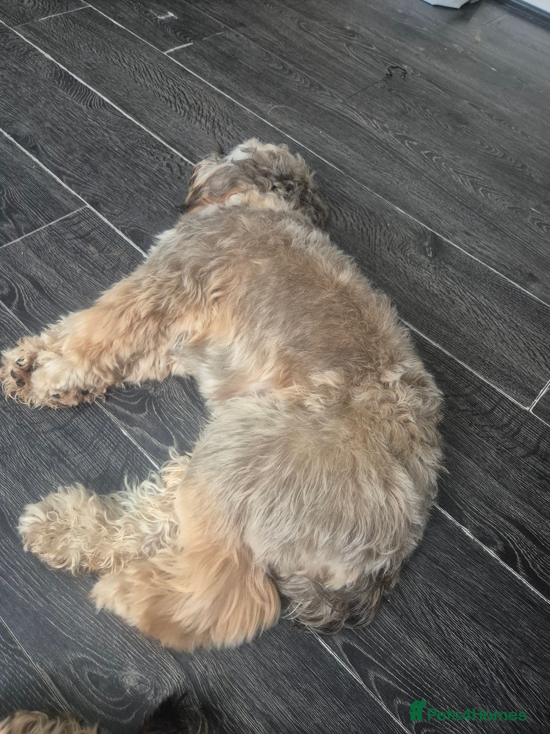 Cockapoo dogs for sale: Female Cockapoo - Image 2