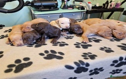 Hungarian Vizsla dogs for sale: Hungarian vizsla pups top quality pups  - Image 3