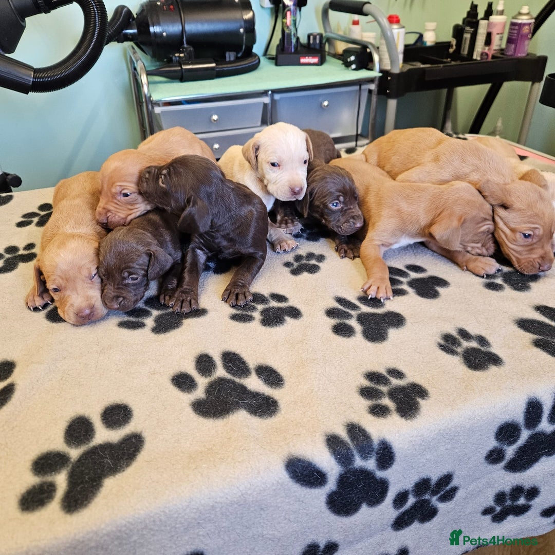 Hungarian Vizsla dogs for sale: Hungarian vizsla pups top quality pups  - Image 3