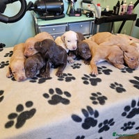 Hungarian Vizsla dogs - Advert 3