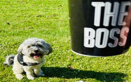 Havanese dogs for stud: Havanese for stud in Feltham - Image 14