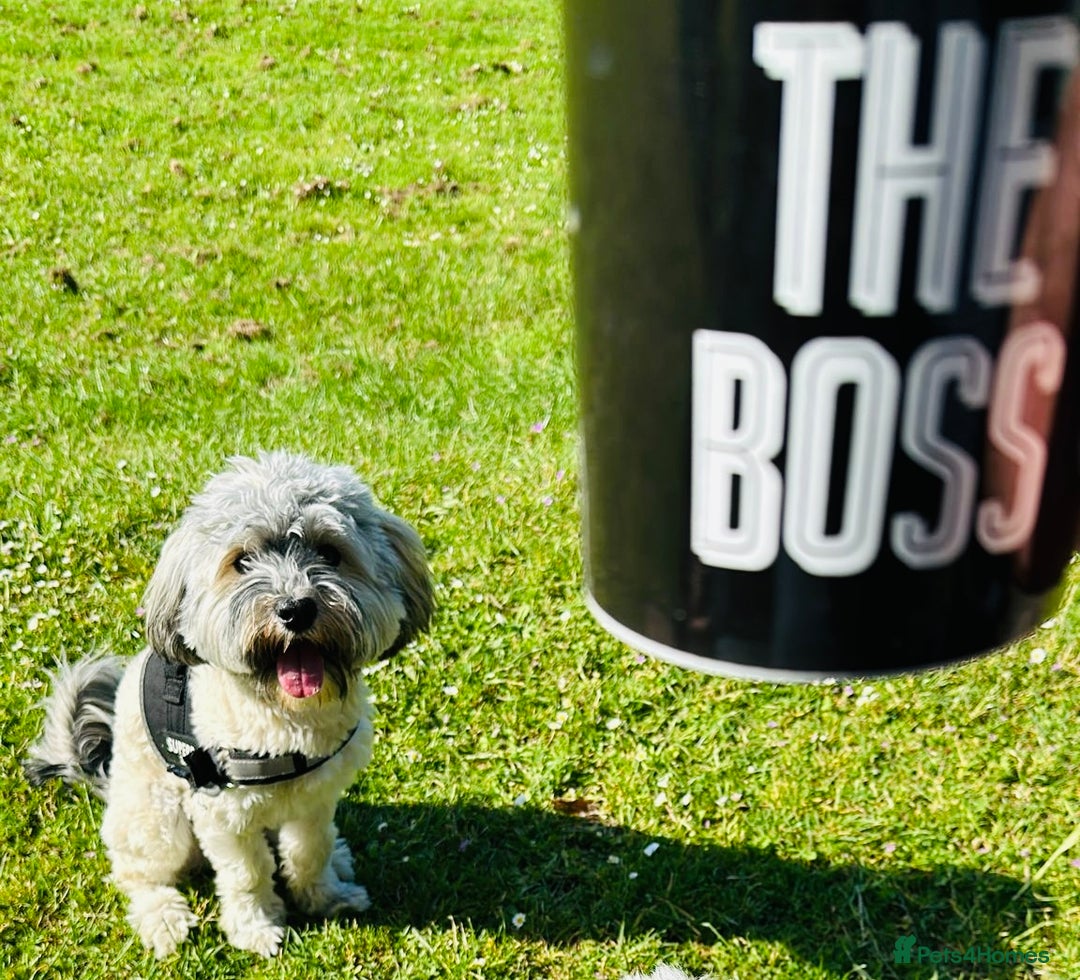 Havanese dogs for stud: Havanese for stud in Feltham - Image 14