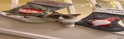 Ragdoll cats for sale: Beautiful Ragdoll Cat Vaccinated & Microchipped  in Leyland - Advert 7