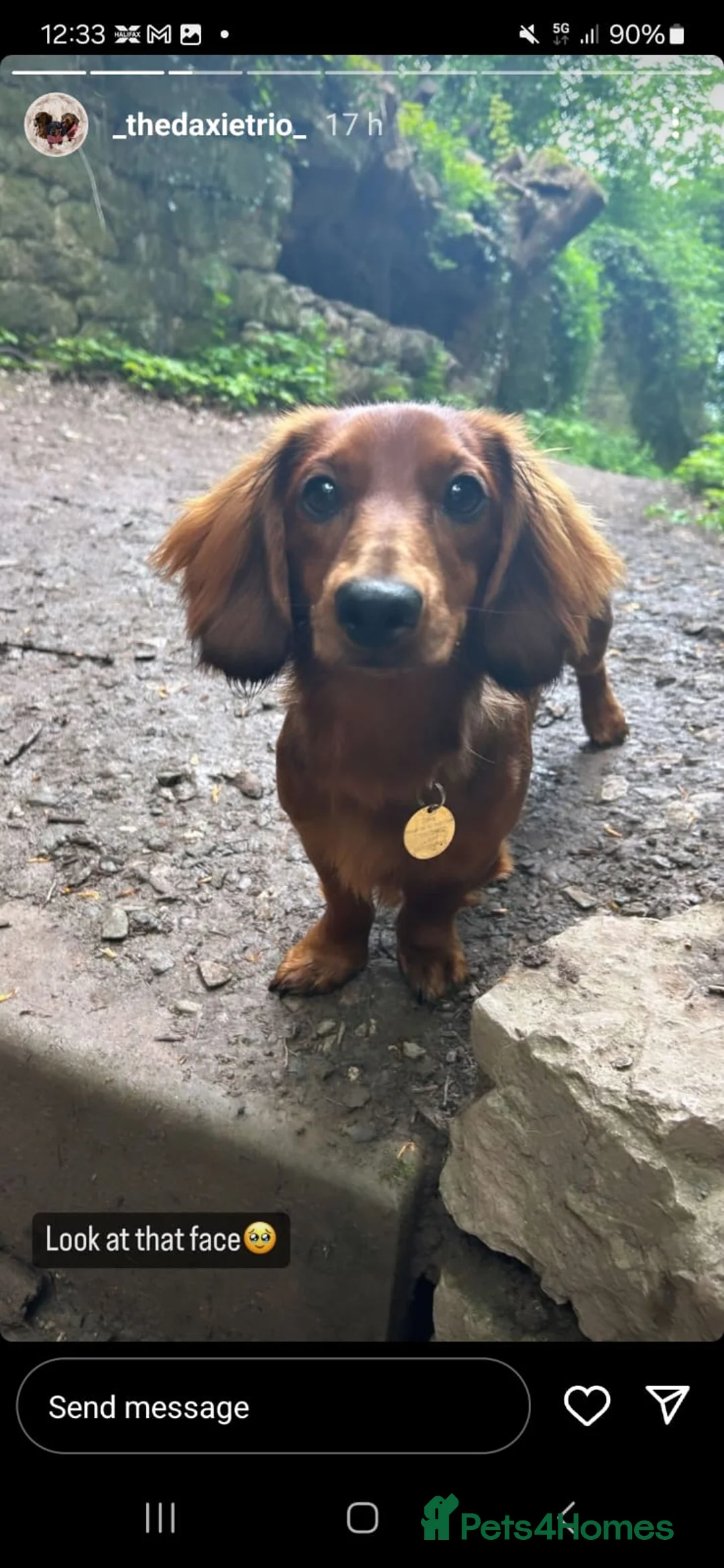 Miniature Dachshund dogs for stud: Richie proven and ready to stud. in Liverpool - Advert 29