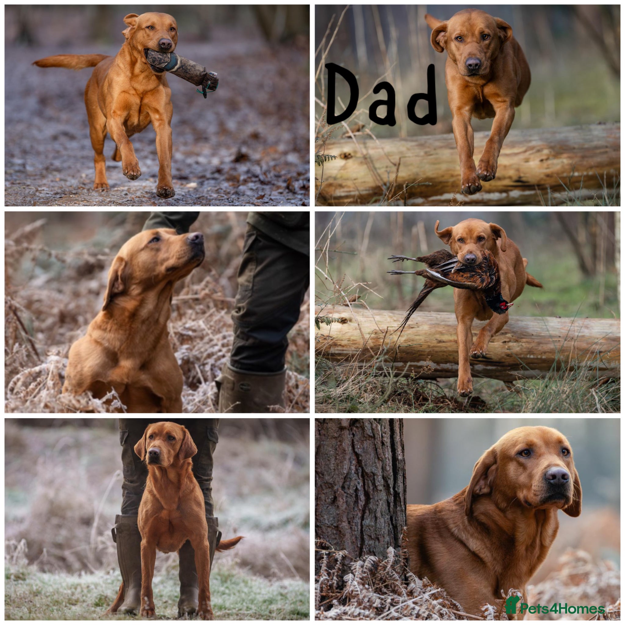 Labrador Retriever dogs for sale: Golden&Cream Kc registered Labrador Retrievers  - Advert 19