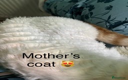 Devon Rex cats for sale: GCCF Devon Rex kittens - Image 10