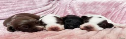 Sprocker dogs for sale: Beautiful Sprocker Puppies in Gloucester - Advert 2