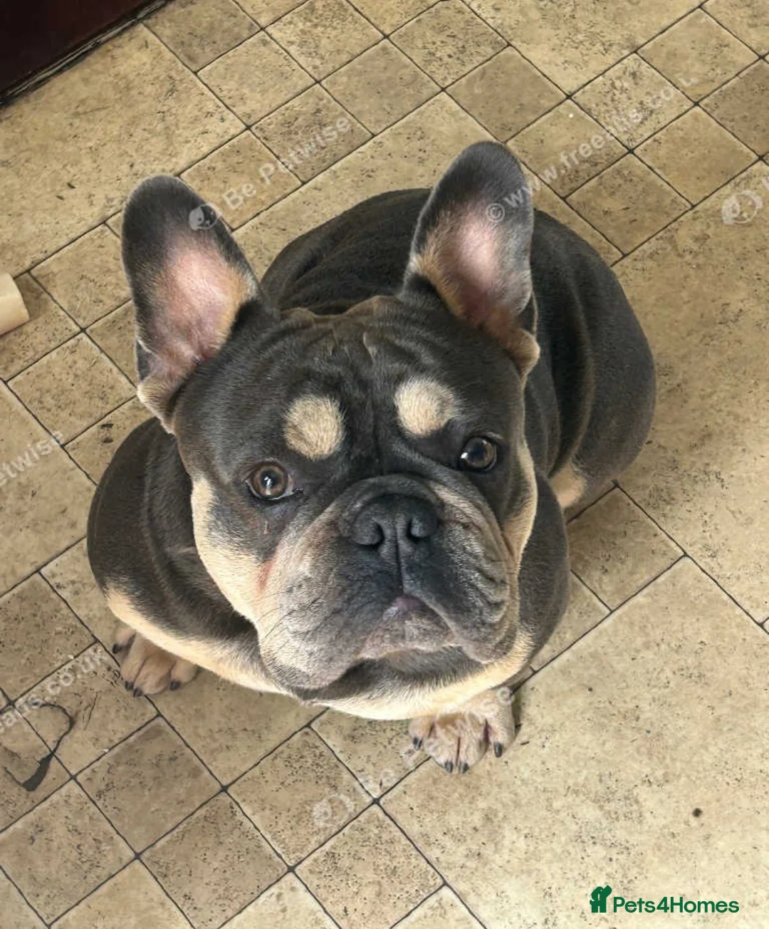 French Bulldog dogs for stud: French bulldog stud 🇫🇷  - Advert 3