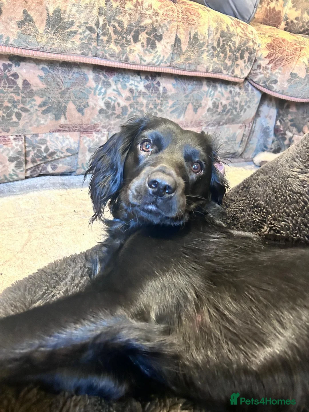 Mixed Breed dogs for sale: 10 Month Old Springador. Looking for a new home - Advert 1