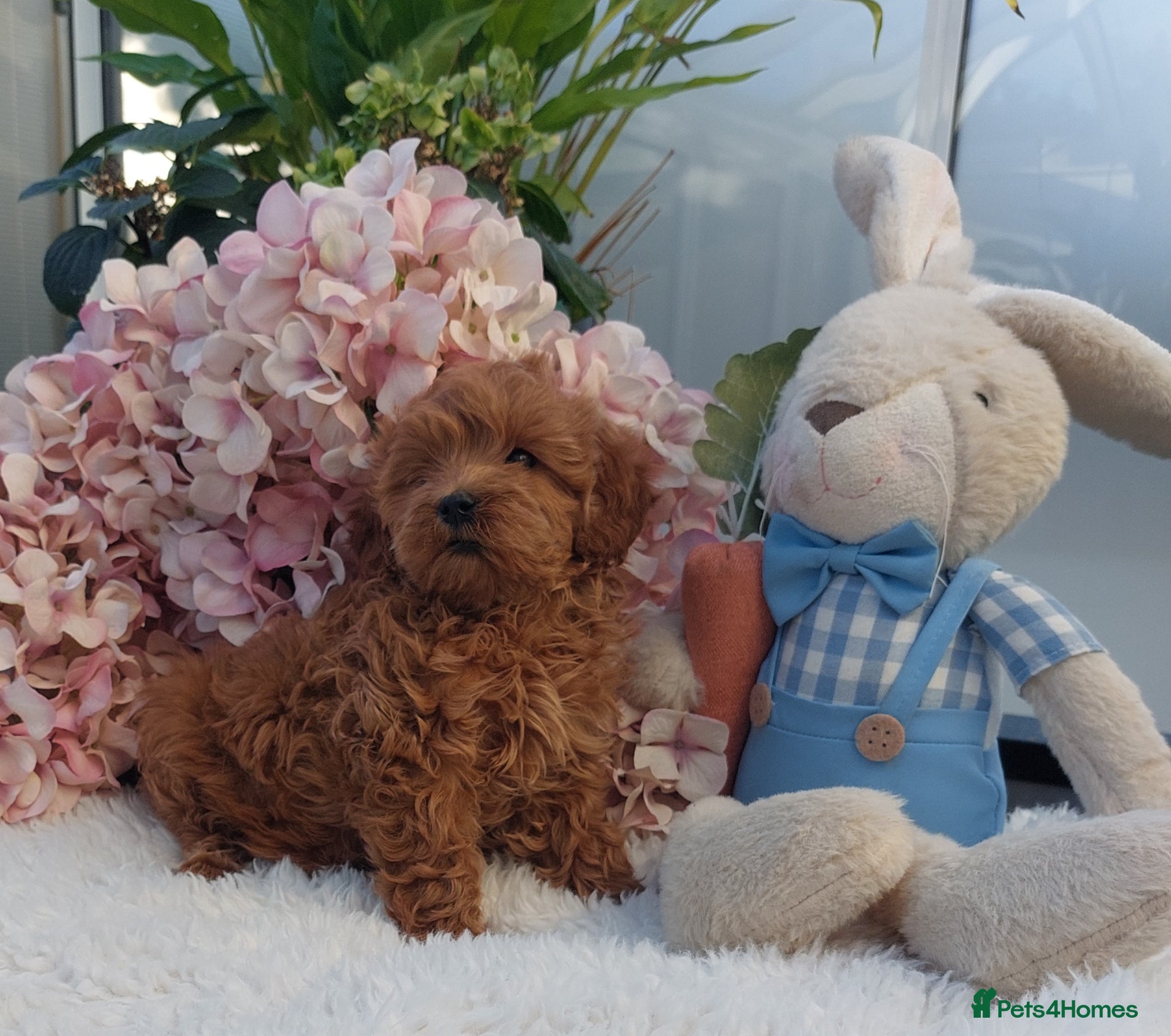 Cockapoo dogs Vet/Health checked Fox Red ockerpoo Puppies F1 - Advert 1