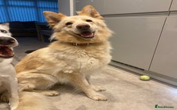 German Shepherd dogs for sale: Adorable German Shepherd Pups - Advert 2