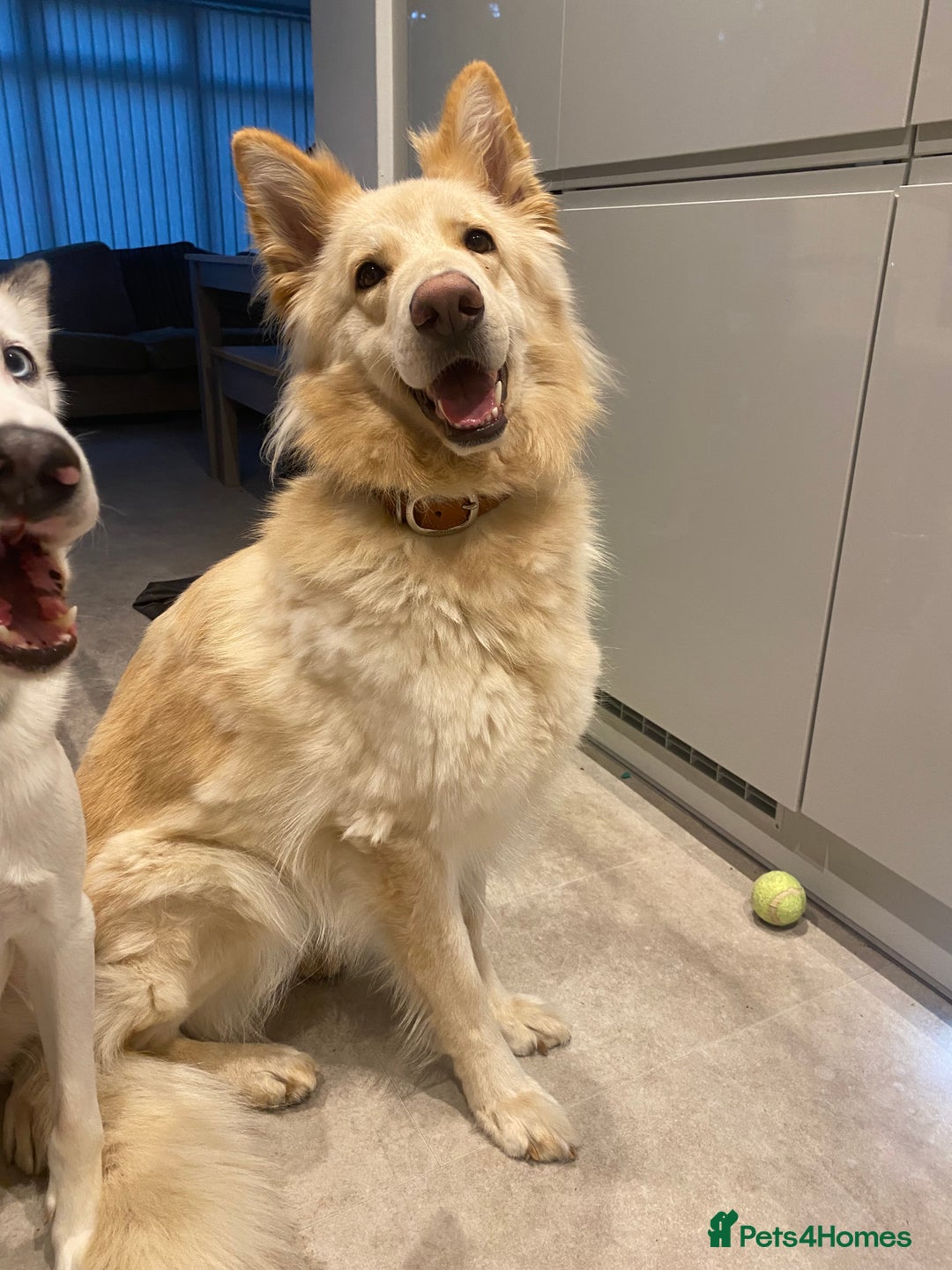 German Shepherd dogs for sale: Adorable German Shepherd Pups - Advert 2