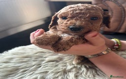 Cavapoo dogs for sale: ⭐️F1B COCKAPOO PUPS ⭐️ - Image 16