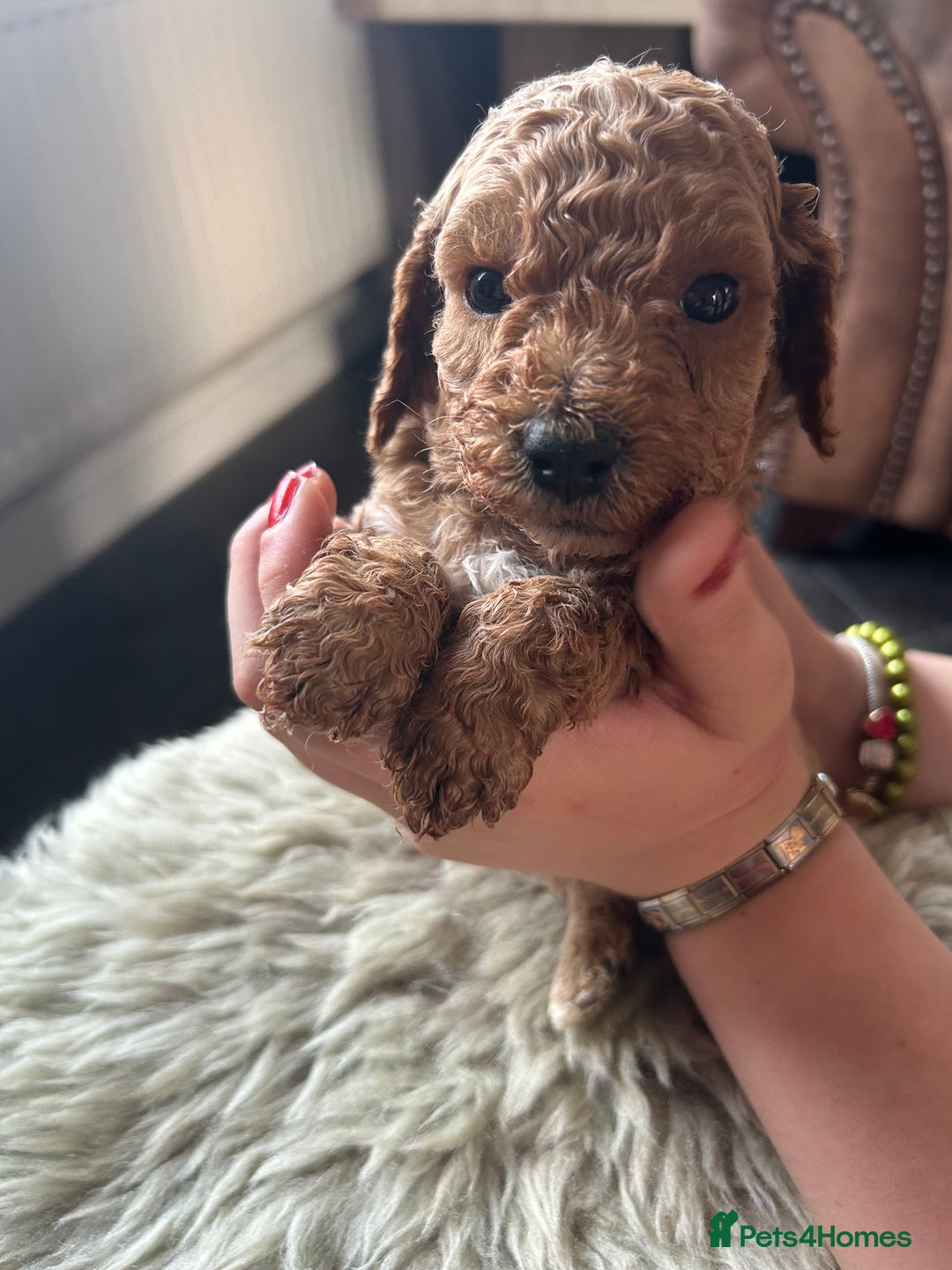 Cavapoo dogs for sale: ⭐️F1B COCKAPOO PUPS ⭐️ - Image 16